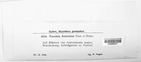 Puccinia antirrhini image